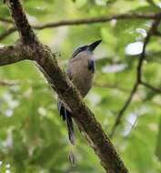 Image of Keel-billed Motmot