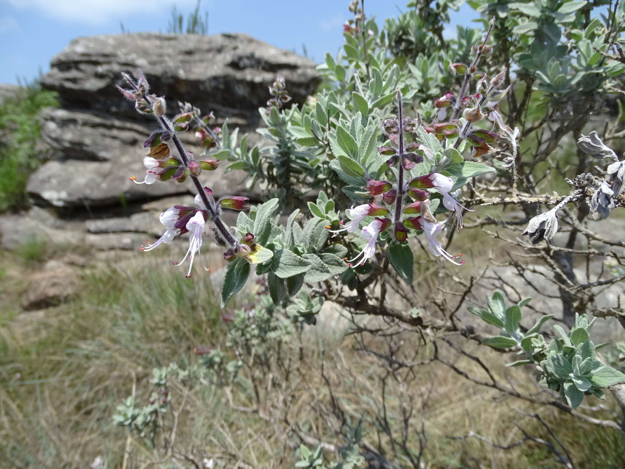 صورة Syncolostemon incanus (Codd) D. F. Otieno