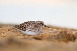 Image of Least Sandpiper