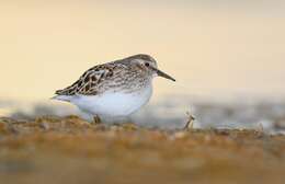 Image of Least Sandpiper