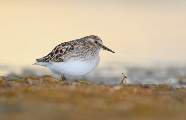 Image of Least Sandpiper