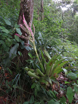 Image of Tillandsia lucida É. Morren ex Baker