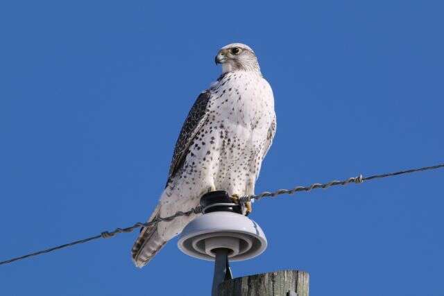 Image of Gyr Falcon