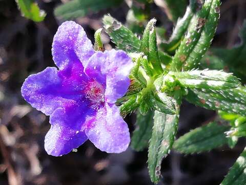 Plancia ëd Glandora prostrata (Loisel.) D. C. Thomas