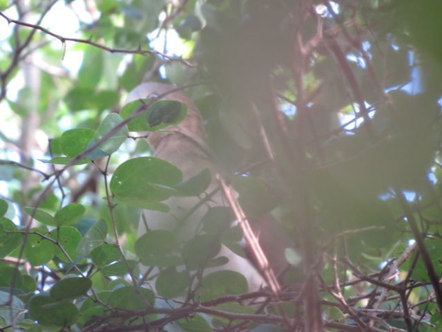 Image of Grenada Dove