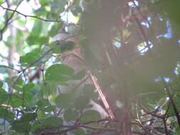 Image of Grenada Dove