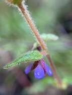 Image de Tremandra stelligera R. Br. ex DC.