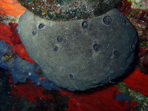 Image of grey leather sponge