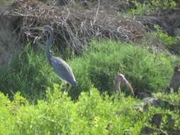 Image of Scarlet Ibis