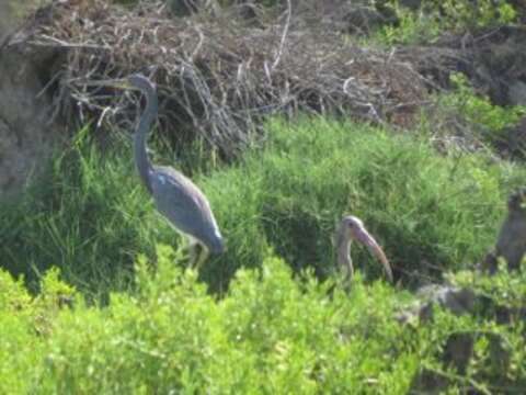 Image of Scarlet Ibis