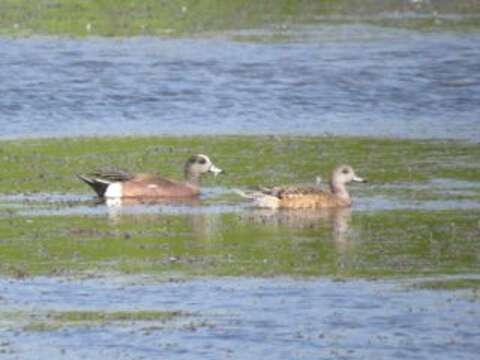 Image of American Wigeon