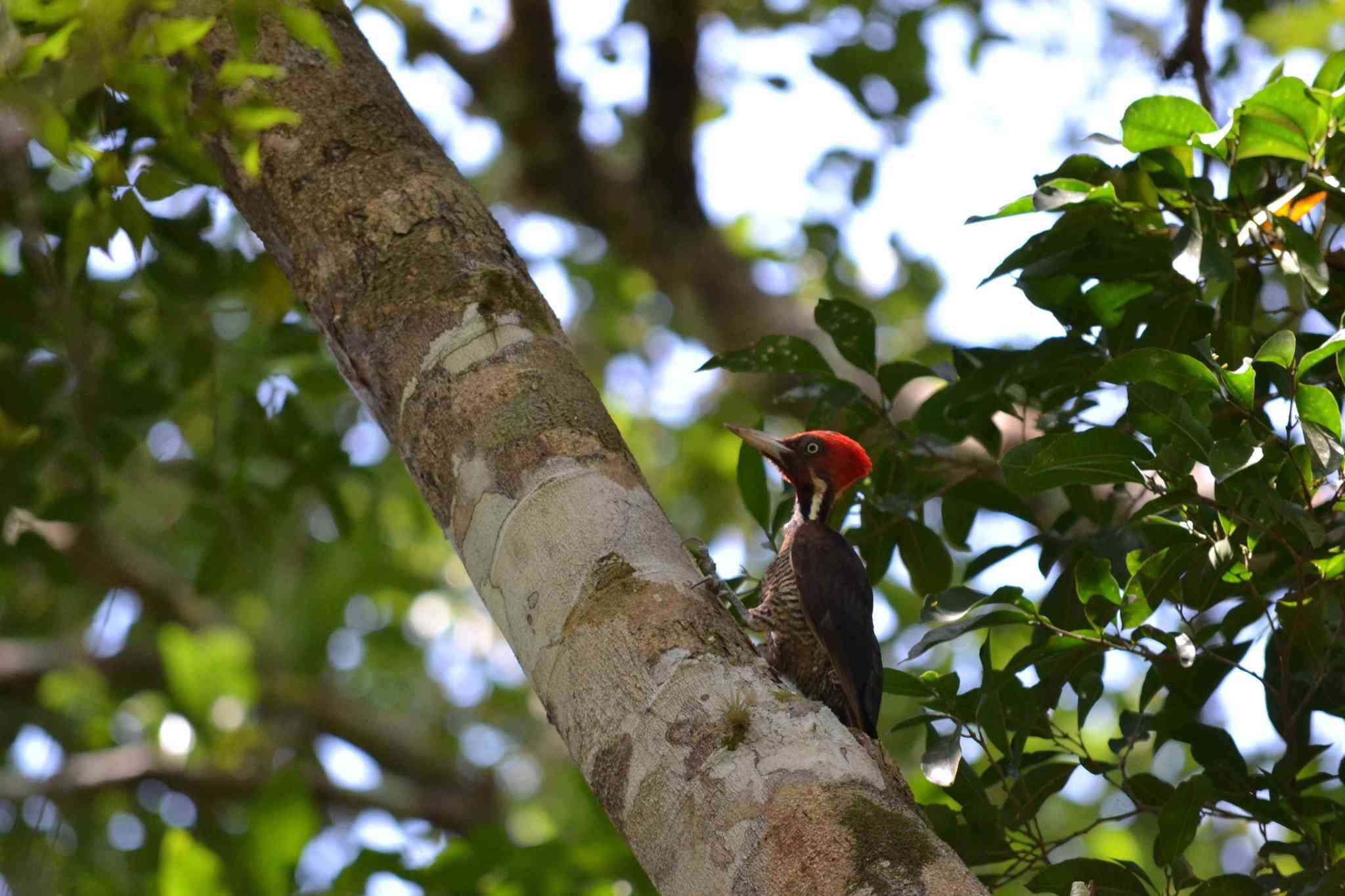 Image of Pale-billed Woodpecker