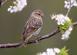 Image of Pine Siskin