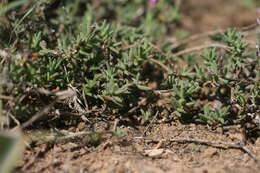 Imagem de Trichodiadema stayneri L. Bol.