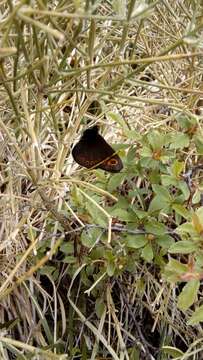 Image of woodland ringlet