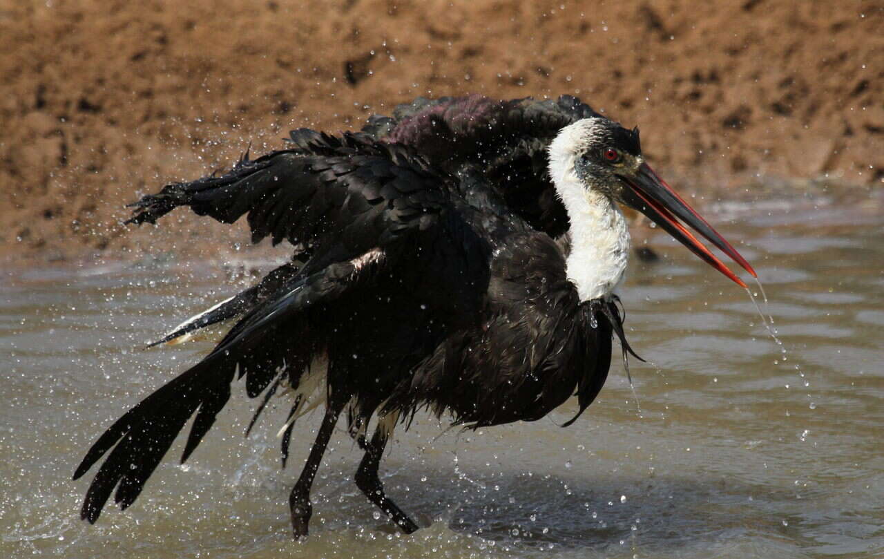 Image of African Woolly-necked Stork