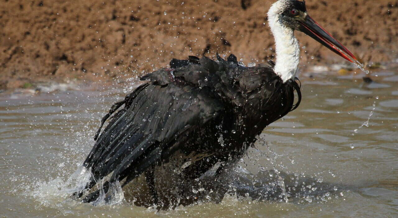 Image of African Woolly-necked Stork