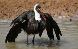 Image of African Woolly-necked Stork