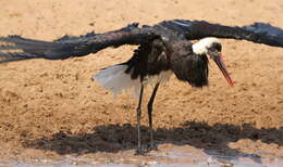 Image of African Woolly-necked Stork