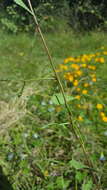 Plancia ëd Ipomoea cardiophylla A. Gray