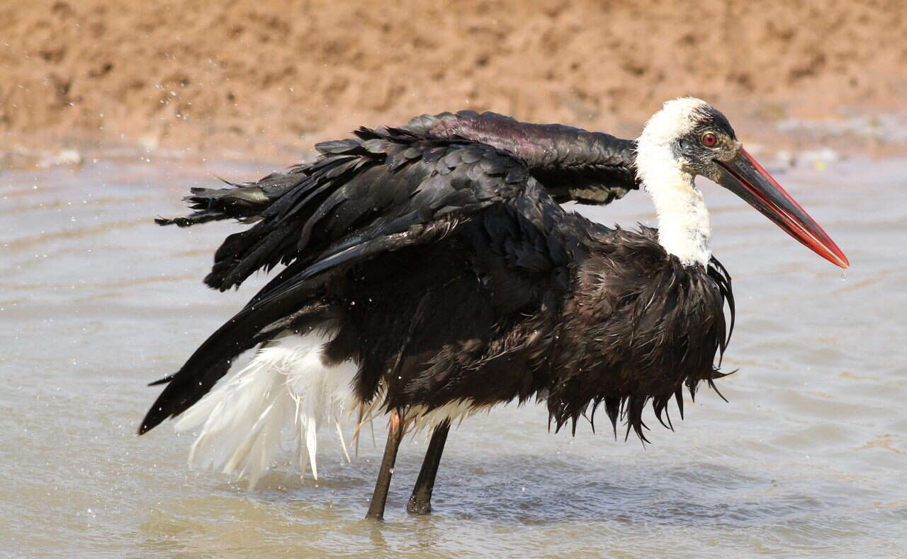 Image of African Woolly-necked Stork