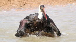 Image of African Woolly-necked Stork