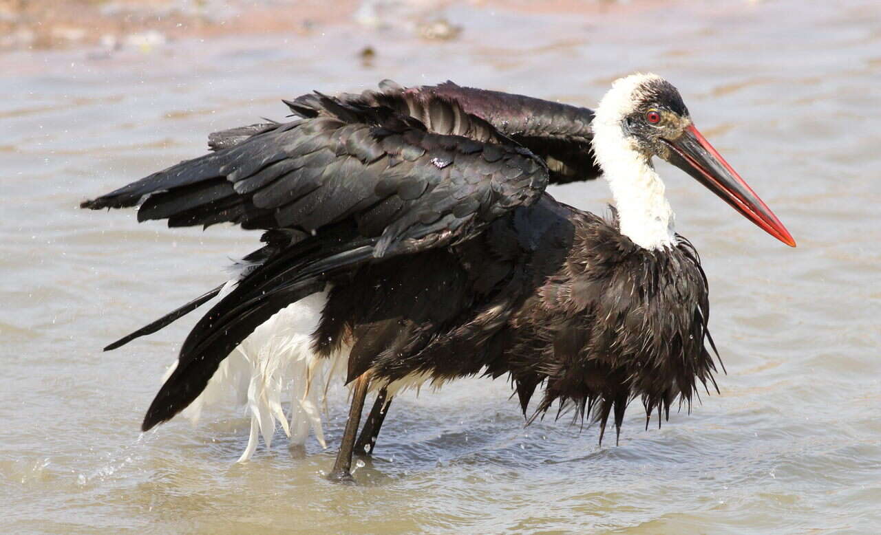 Image of African Woolly-necked Stork