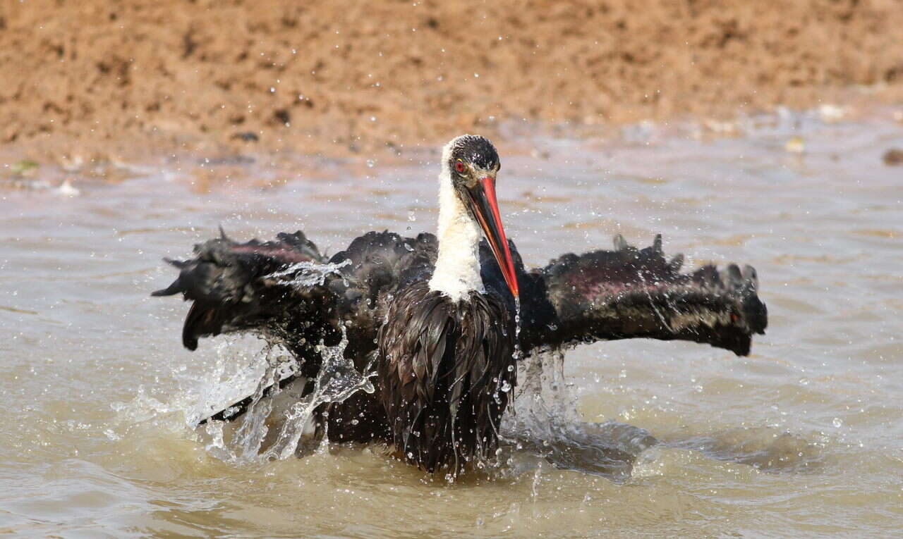 Image of African Woolly-necked Stork