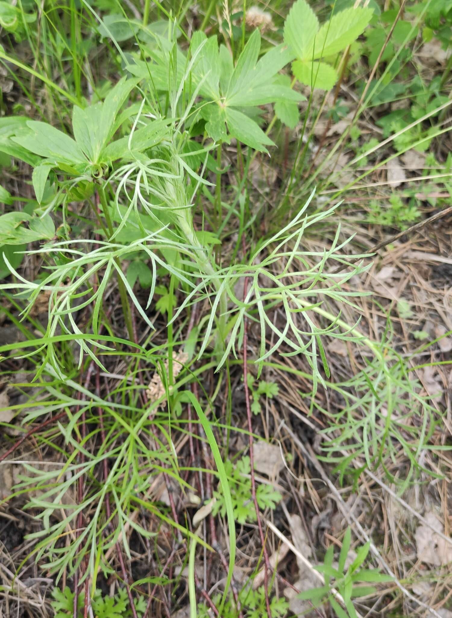 Image de Artemisia pubescens Ledeb.