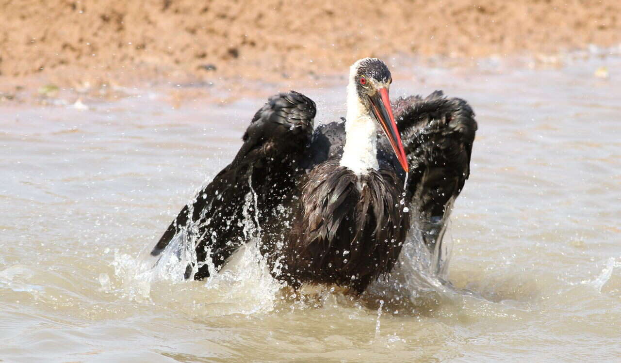 Image of African Woolly-necked Stork