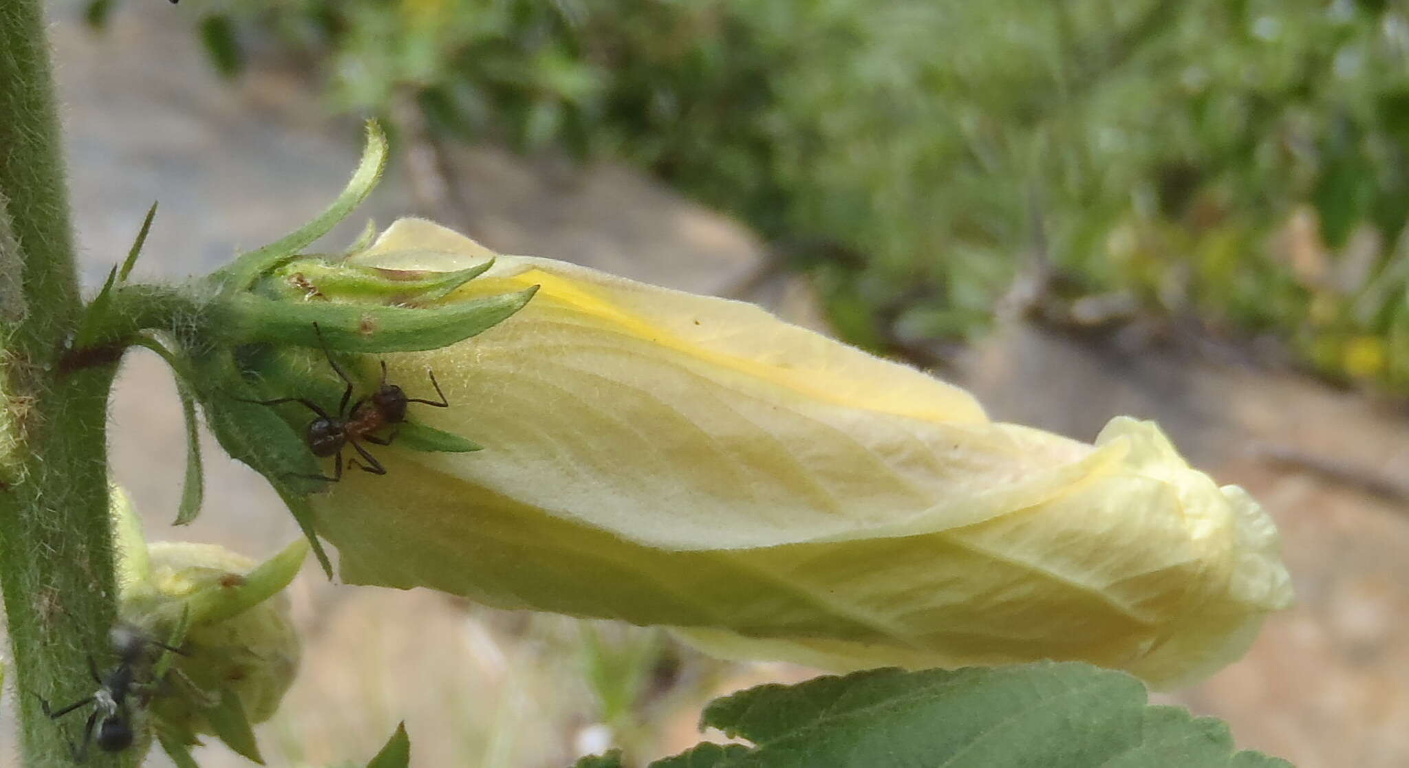 Image of hibiscus