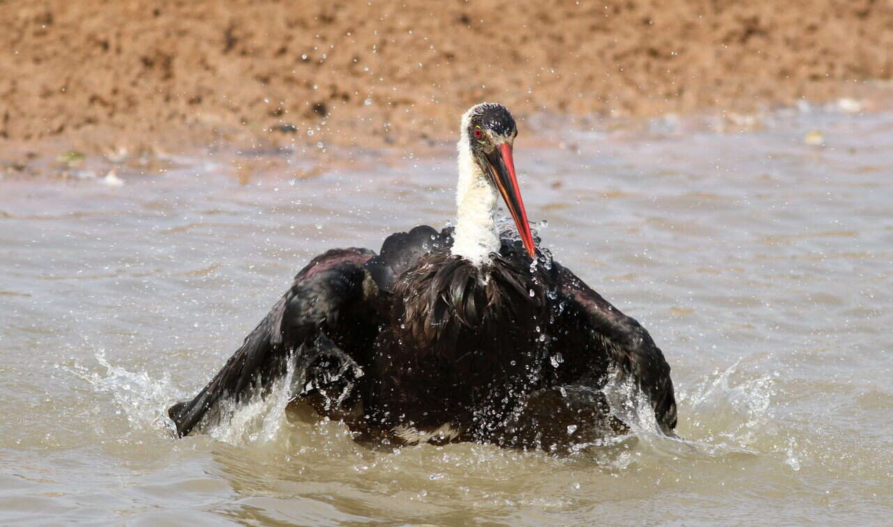 Image of African Woolly-necked Stork