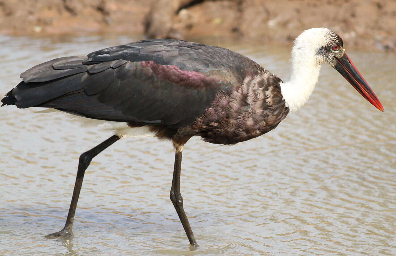 Image of African Woolly-necked Stork