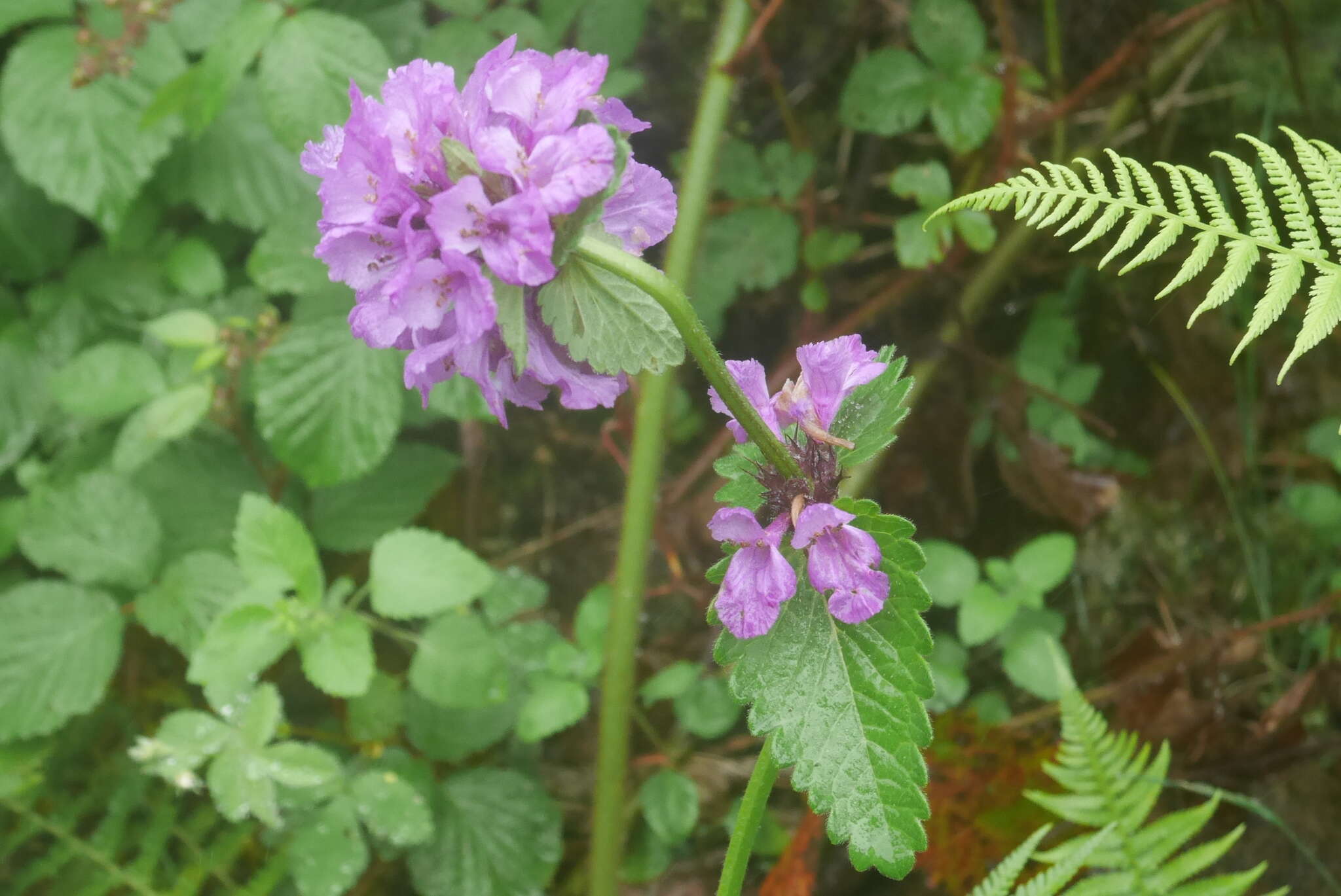 Image de Betonica macrantha K. Koch