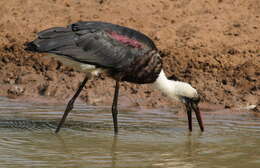 Image of African Woolly-necked Stork