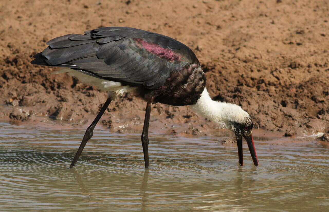 صورة <i>Ciconia microscelis</i>