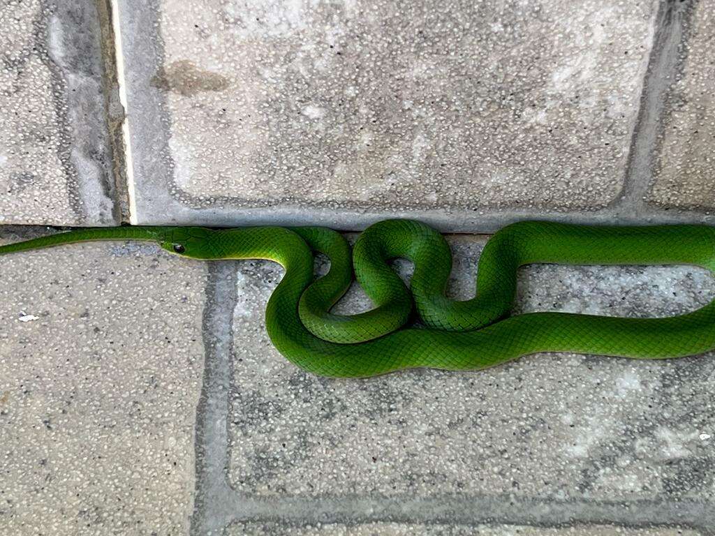 Image of Crown Ground Snake