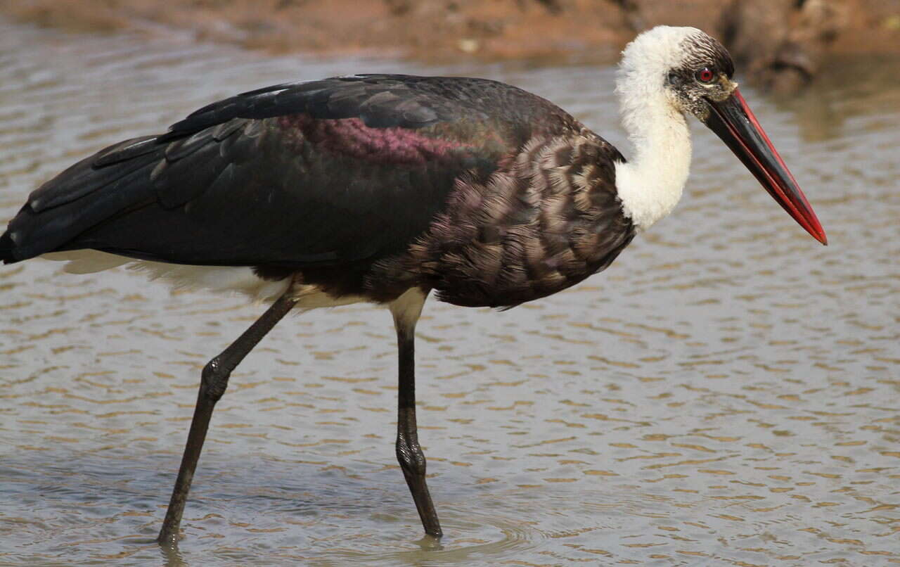 Image of African Woolly-necked Stork