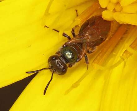 Lasioglossum megastigmum (Cockerell 1926)的圖片