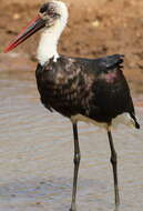Image of African Woolly-necked Stork