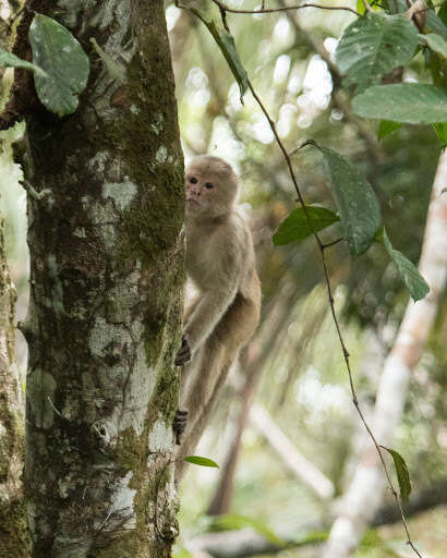 Image of Maranon white fronted capuchin