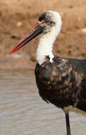 Image of African Woolly-necked Stork