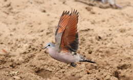 Image of Emerald-spotted Dove