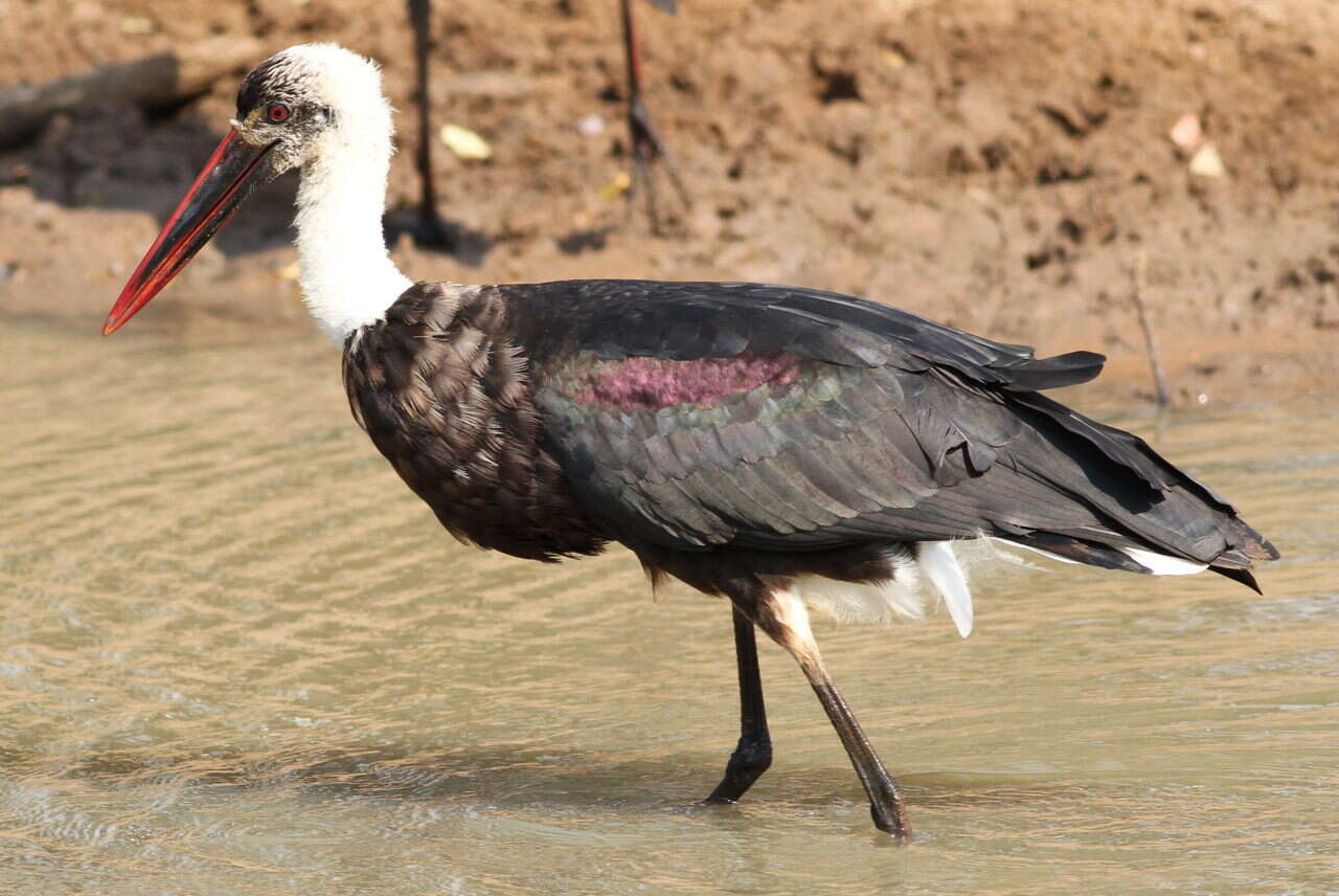 Image of African Woolly-necked Stork