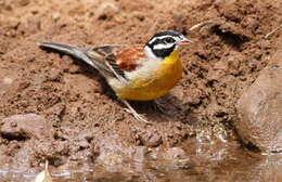 Image of African Golden-breasted Bunting