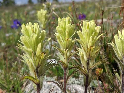 Image of beautiful Indian paintbrush