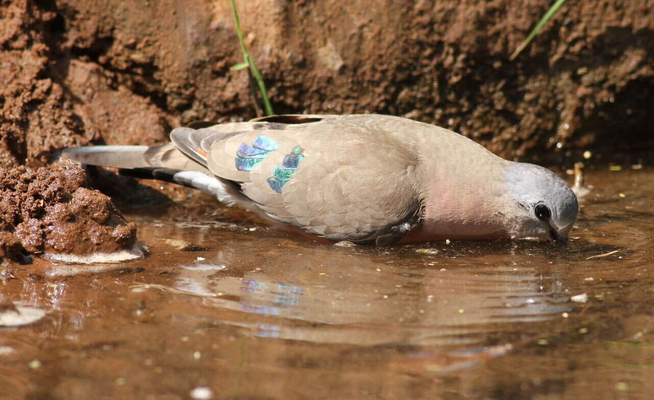 Image of Emerald-spotted Dove