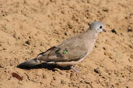 Image of Emerald-spotted Dove