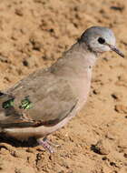 Image of Emerald-spotted Dove