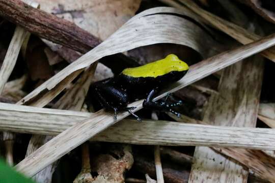 Image of Arboreal Mantella